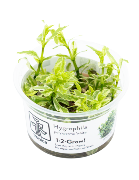 Hygrophila polysperma 'White' - Invitro