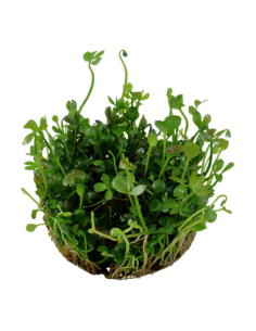 Marsilea hirsuta - Invitro 2