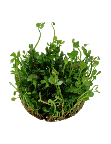 Marsilea hirsuta - Invitro