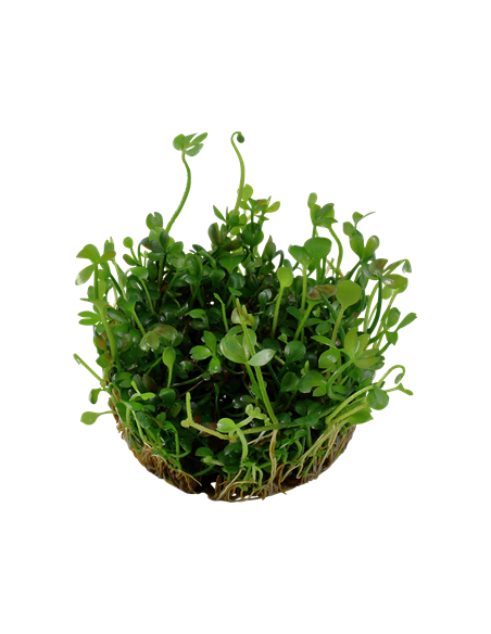 Marsilea hirsuta - Invitro