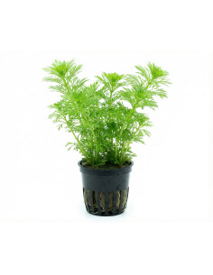 Limnophila sessiliflora – Origine France