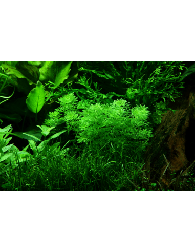 Limnophila sessiliflora – Origine France