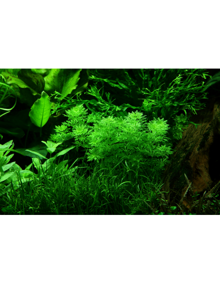 Limnophila sessiliflora – Origine France