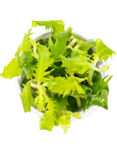 Hygrophila difformis - Invitro