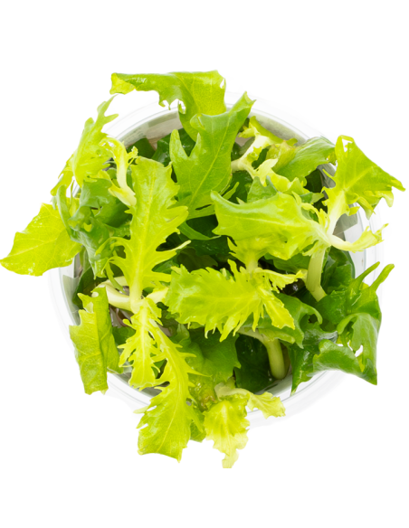 Hygrophila difformis - Invitro