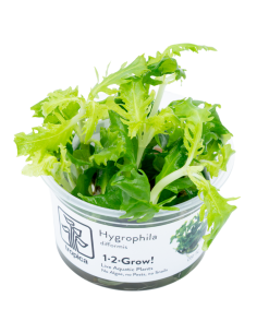 Hygrophila difformis - Invitro