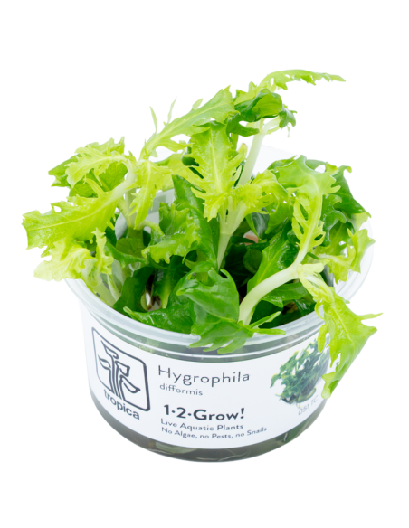 Hygrophila difformis - Invitro