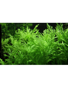 Hygrophila difformis - Invitro 2
