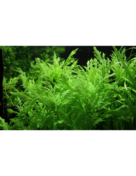 Hygrophila difformis - Invitro