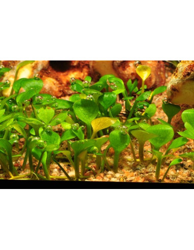 Marsilea hirsuta - Invitro