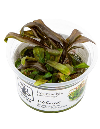 Lysimachia parvifolia ‘Red’ - Invitro