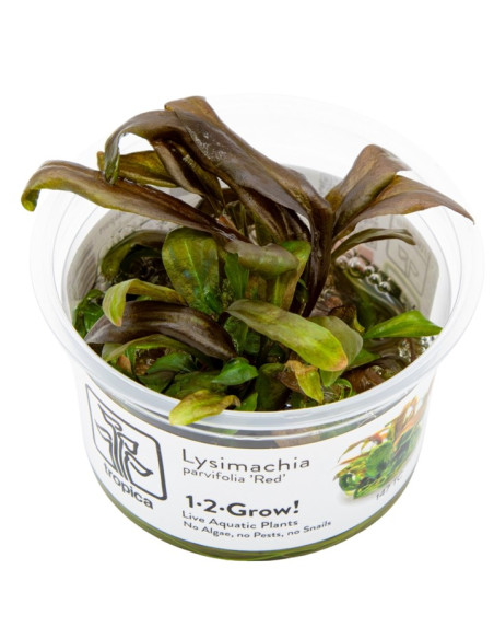 Lysimachia parvifolia ‘Red’ - Invitro