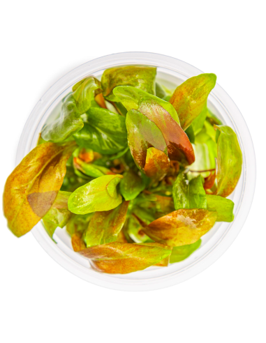 Lysimachia parvifolia ‘Red’ - Invitro