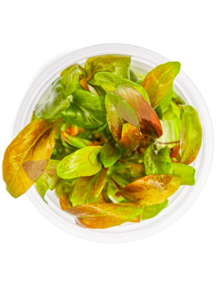 Lysimachia parvifolia ‘Red’ - Invitro