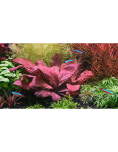 Lysimachia parvifolia ‘Red’ - Invitro 2