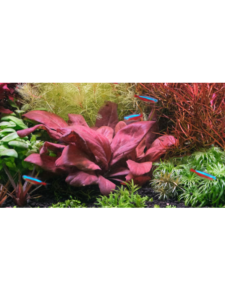 Lysimachia parvifolia ‘Red’ - Invitro