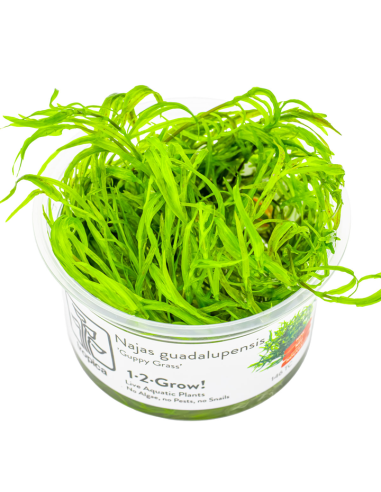 Najas guadalupensis 'Guppy Grass' - Invitro