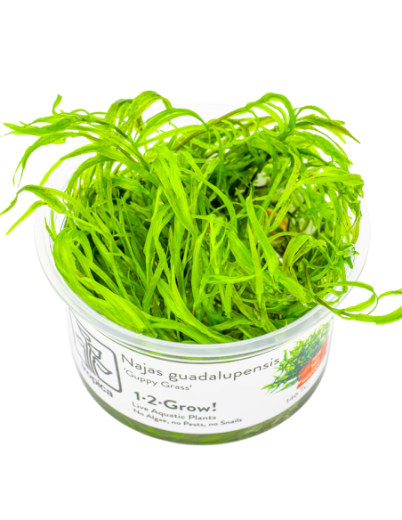 Najas guadalupensis 'Guppy Grass' - Invitro
