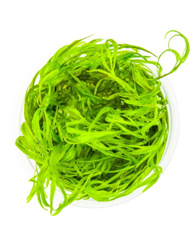 Najas guadalupensis 'Guppy Grass' - Invitro