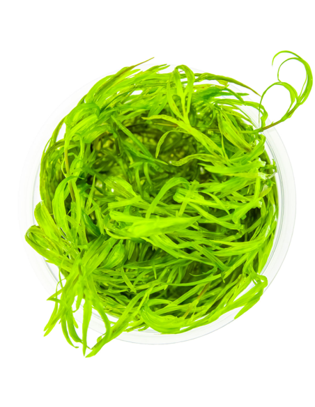 Najas guadalupensis 'Guppy Grass' - Invitro