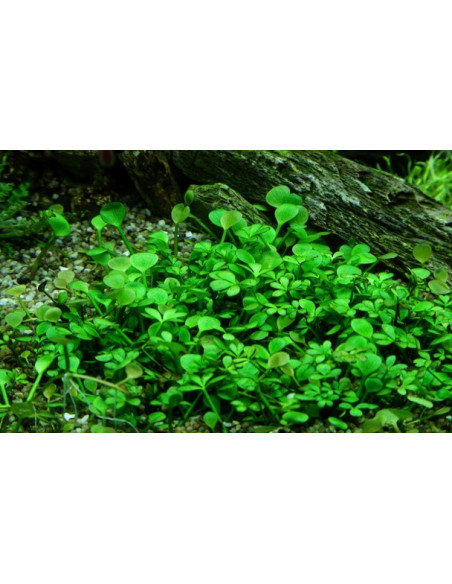 Marsilea hirsuta - Invitro