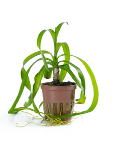 Crinum thaianum en pot