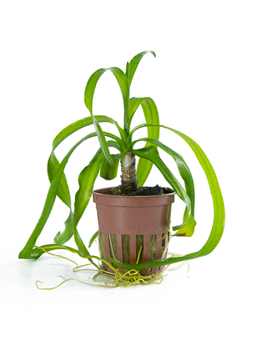 Crinum thaianum en pot