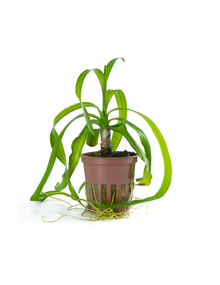 Crinum thaianum en pot
