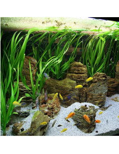 Crinum thaianum en pot 2