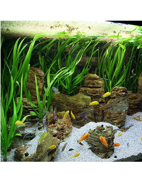 Crinum thaianum en pot