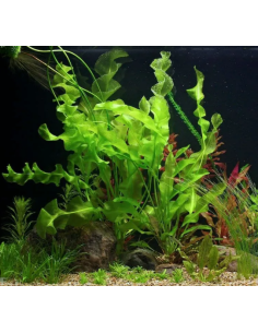 Aponogeton ulvaceus (Bulbe) 2