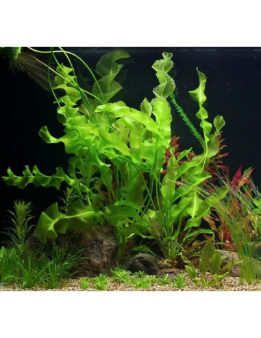 Aponogeton ulvaceus (Bulbe)