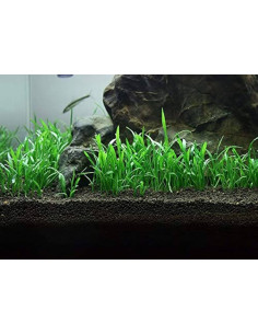 Lilaeopsis novae-zelandiae -  Origne France 2