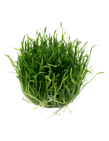 Lilaeopsis brasiliensis - Invitro