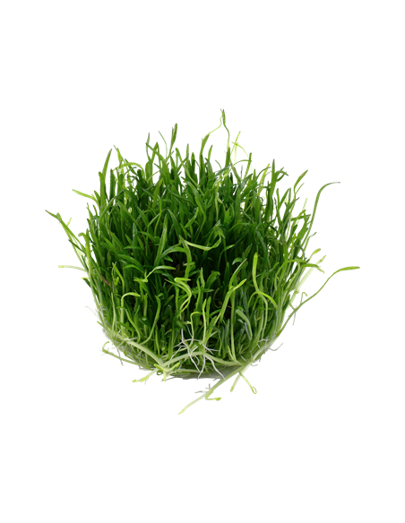 Lilaeopsis brasiliensis - Invitro