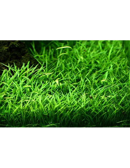 Lilaeopsis brasiliensis - Invitro