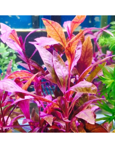 Alternanthera Sessilis – Origine France