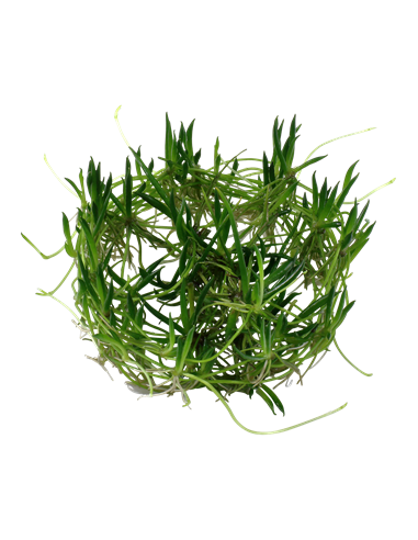 Littorella uniflora - Invitro