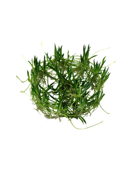 Littorella uniflora - Invitro