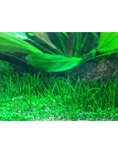 Littorella uniflora - Invitro