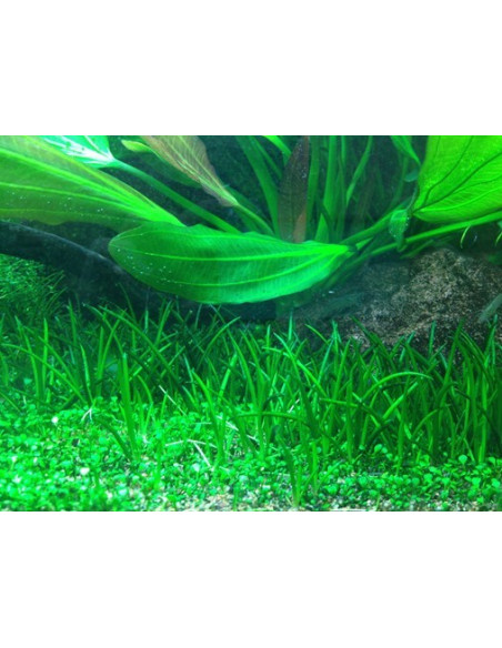 Littorella uniflora - Invitro