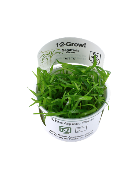 Sagittaria subulata - Invitro