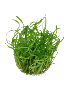 Sagittaria subulata - Invitro 2
