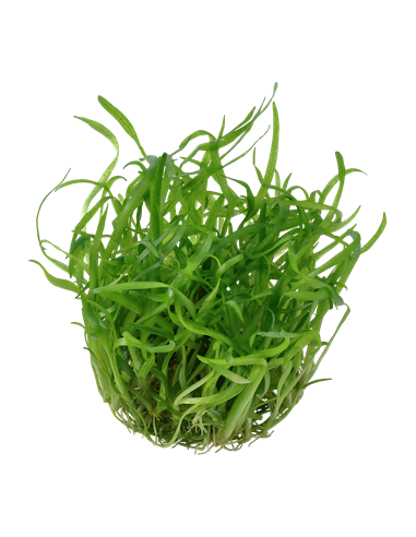 Sagittaria subulata - Invitro