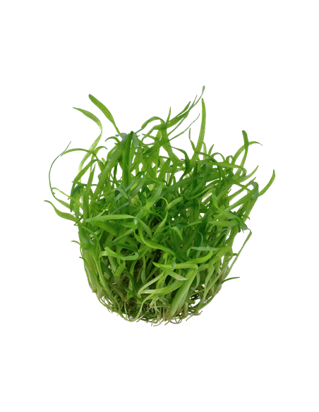 Sagittaria subulata - Invitro