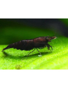 Neocaridina davidi Black Sakura 1-1,5cm - Lot de 10pcs