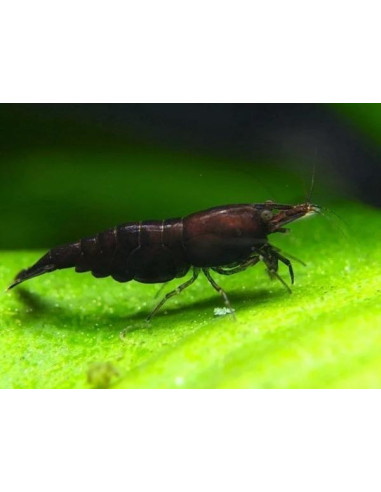 Neocaridina davidi Black Sakura 1-1,5cm - Lot...