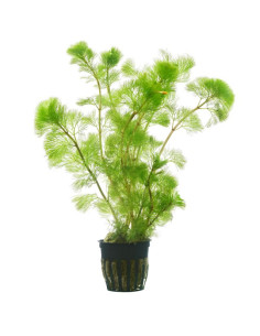 Cabomba aquatica – Origine France