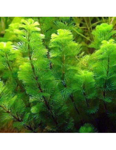 Cabomba aquatica – Origine France