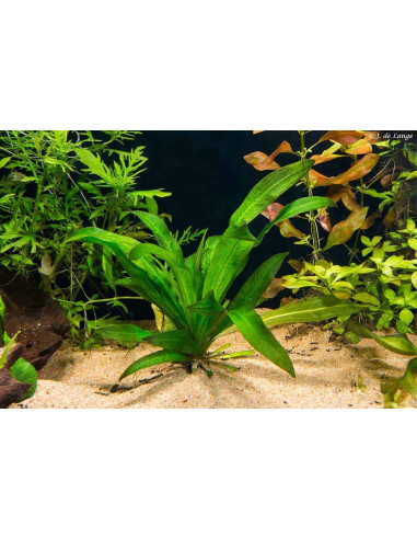 Echinodorus amazonicus – Origine France